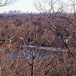 The View